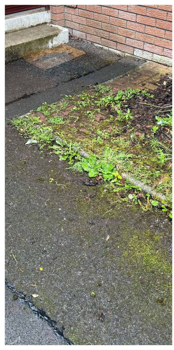 Paving overgrown with weeds and moss
